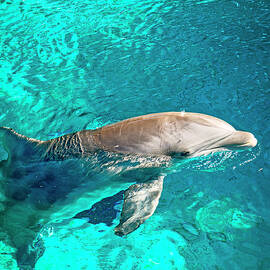 Dolphin Habitat, Las Vegas, Nv by Joanne Montenegro