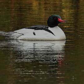 Drake Common Merganser In The Rain by Dale Kauzlaric