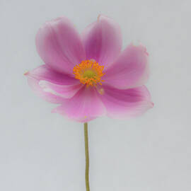 Dreamy Pink Anemone by Jean Noren