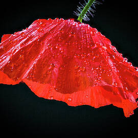Dripping Poppy by Jean Noren