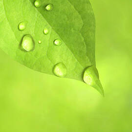 Droplets by Rob Atkins