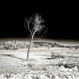 Dry Tree by John B. Mueller Photography