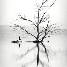 Dry Tree Surrounded By Water And A by Jose A. Bernat Bacete
