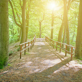Dutch Forest With Fenced Footpath And by Cirano83