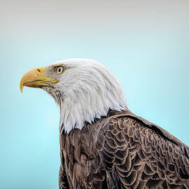 Eagle of Bay Beach by James Overesch