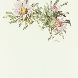 Easter Daisy by Margaret Armstrong