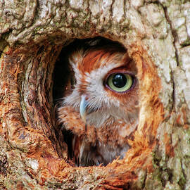 Eastern Screech Owl by Louis Dallara