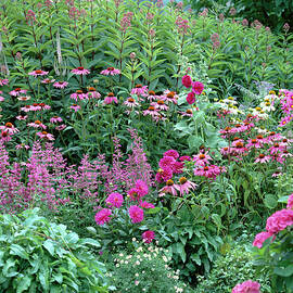 Echinacea red And White Coneflower by Friedrich Strauss