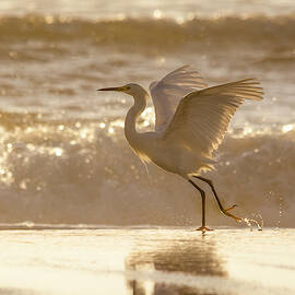 Egret At The Beach On A Sunny Morning by Steven Sparks
