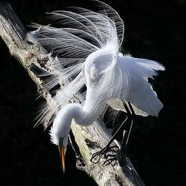 Egret Mating Plumage by Spiraling Road Photography