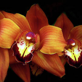 Orange Cymbidium Orchid by Jessica Jenney
