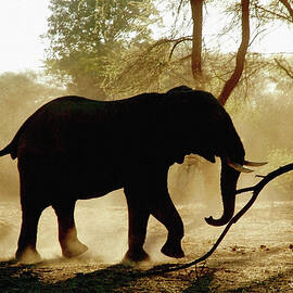 Elephant by Aldo Pavan