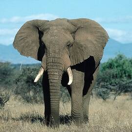 Elephant, Amboseli Nat'l Park, Kenya by Willi Dolder