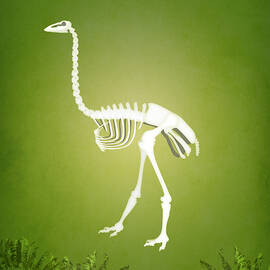 Elephant bird by Moira Risen Prints