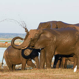 Elephant Family by Franz Aberham