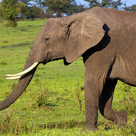 Elephant, Masai Mara, Kenya by Hp Huber