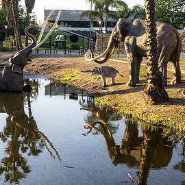 Elephant Sculptures by Giovanni Simeone