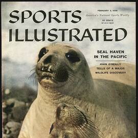 Elephant Seals Sports Illustrated Cover by Sports Illustrated