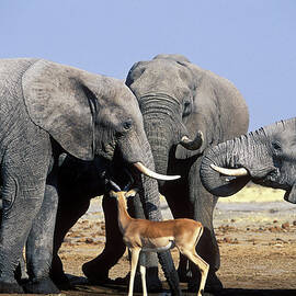 Elephants And An Impala by Franz Aberham