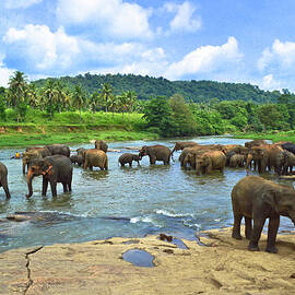 Elephants Bathing In River by Imagebook theekshana Kumara
