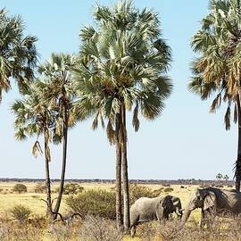 Elephants Eating Under Makalani Palm Trees Near The Twee Palms Watering Hole In The Etosha National Park, Namibia by Jalag / Gerald Hänel