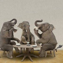Elephants Having Tea Party by John M Lund Photography Inc