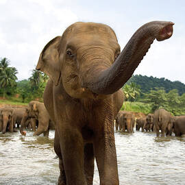 Elephants In River by Lp7