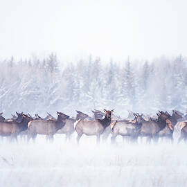 Elk Migration by Ted Hesser