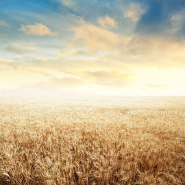 Endless Wheat Field Over Sunset Sky by Kativ