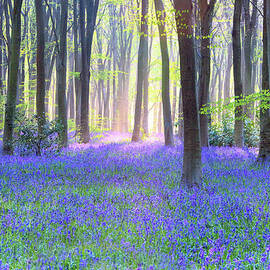 English Bluebell Wood At Dawn by Doug Chinnery