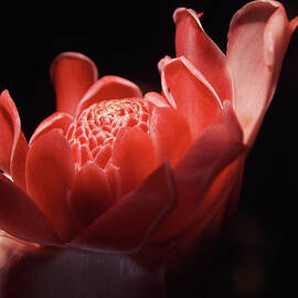 Etlingera Elatior Jinghong Botanical by Romana Chapman