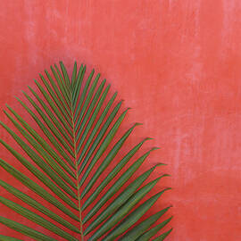 Exotic Background by Lucgillet