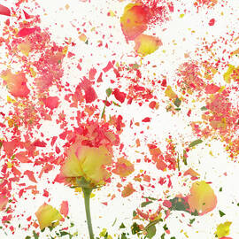 Exploding Flower by Don Farrall