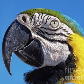 Eye contact - Colorful parrot's head by Tatiana Travelways