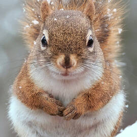 Face-on Closeup Of Smiling Squirrel In by Anne Louise Macdonald Of Hug A Horse Farm