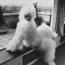Feather Suit by Evening Standard