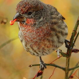 Feeding Female House Finch by Dale Kauzlaric