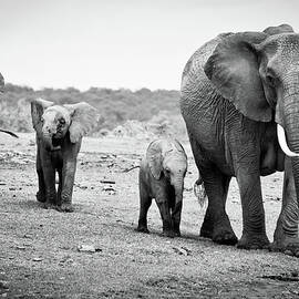 Female African Elephant by Cedric Favero