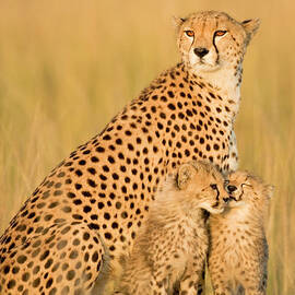 Female Cheetah Acynonix Jubatus With by Winfried Wisniewski