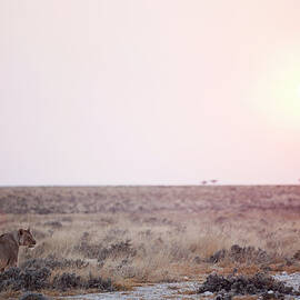 Female Lion In Sunset by Bjarte Rettedal