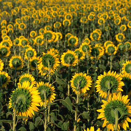 Field Of Sunflowers by Dallas Stribley