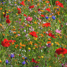 Field Of Wild Flowers by Christian Back