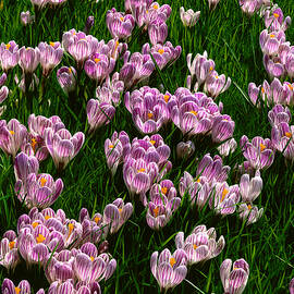 Field With Purple Flowers by Reinhard Schmid