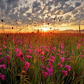 Field With Sword Lilies by Bernd Rommelt