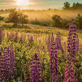Fields Of Lupine by Jeff Sinon