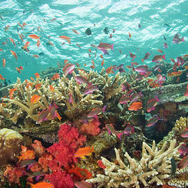 Fiji, Viti Levu, Bligh Water by Rene Frederick
