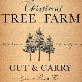 Firs And Spruces by Unknown