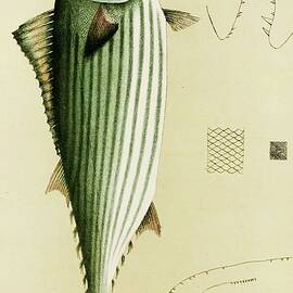 Fishes Ii by Frederick Mccoy
