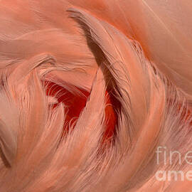 Flamingo Feathers Pink Around Red by Adam Jewell