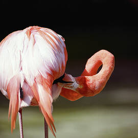 Flamingo Phoenicopteridae, Rear View by Bread And Butter